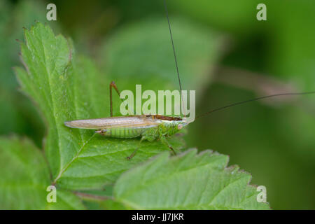 Ein Long-winged Conehead. Stockfoto