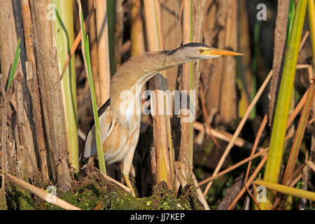 Männliche Zwergdommel in das Donau-Delta-Rumänien Stockfoto