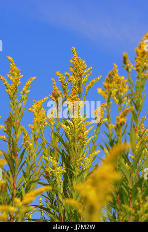 Riesige Goldrute, North Rhine-Westphalia, Deutschland / (Solidago Gigantea) / Ende Golden Rod, spät Goldrute | Riesengoldrute, Nordrhein-Westfalen Stockfoto