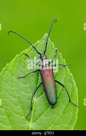 Moschus-Käfer, Weiblich, North Rhine-Westphalia, Deutschland / (Aromia Moschata) | Moschusbock, Weiblich, Nordrhein-Westfalen, Deutschland Stockfoto