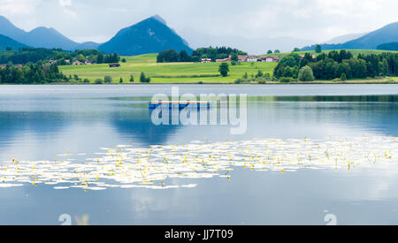 Blüten der Seerosen in einen Bergsee Stockfoto