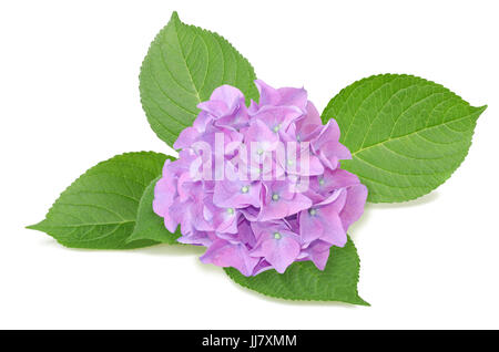 Hortensie Blumen und Blätter, die isoliert auf weiss Stockfoto