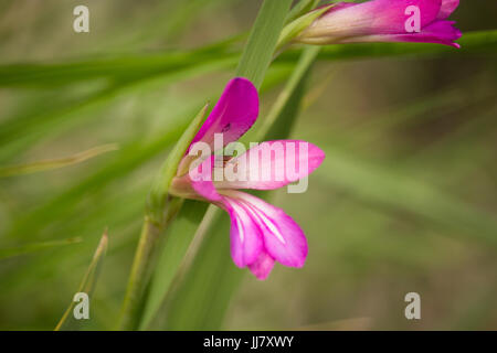 Gladiolus italicus Stockfoto