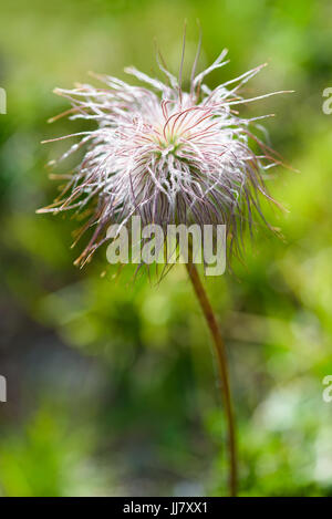 Alpine Küchenschelle Obst oder alpine Anemone Pulsatilla alpine Stockfoto