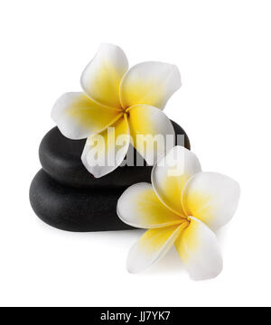 Frangipani Blüten auf Zen Kieselsteinen isoliert auf weiss Stockfoto