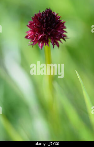 Alpenflora - schwarze Vanille Orchidee (Kohlröschen Nigra) Stockfoto