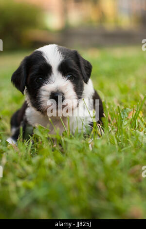 Einen Monat alten Tibet Terrier Welpen bei Camera suchen Stockfoto