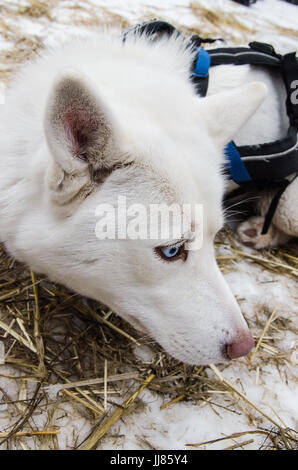 Blauäugige reinen weißen Hasky Hund im Gang auf Schnee und Stroh Einstreu. Unscharfen Hintergrund. Stockfoto