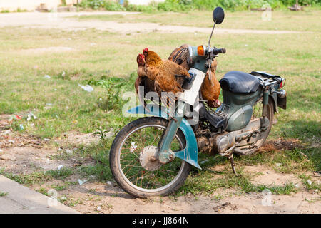 Mittleren Vietnam - 14. März 2017: traditionelle Art und Weise für den Transport von lebendem Geflügel ist, die Vögel, den Roller zu binden Stockfoto
