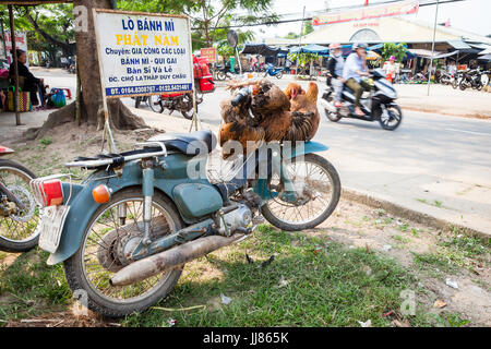Mittleren Vietnam - 14. März 2017: traditionelle Art und Weise für den Transport von lebendem Geflügel ist, die Vögel, den Roller zu binden Stockfoto