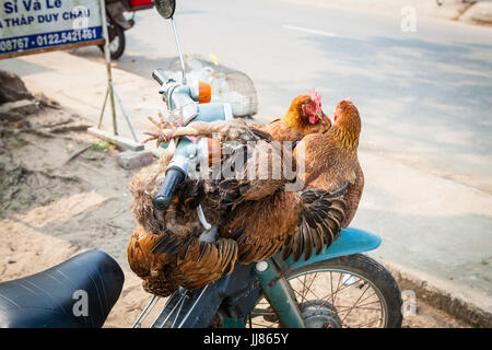 Mittleren Vietnam - 14. März 2017: traditionelle Art und Weise für den Transport von lebendem Geflügel ist, die Vögel, den Roller zu binden Stockfoto