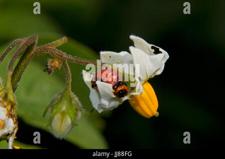 Larve der Kartoffelkäfer auf Blume der Kartoffelpflanze Stockfoto