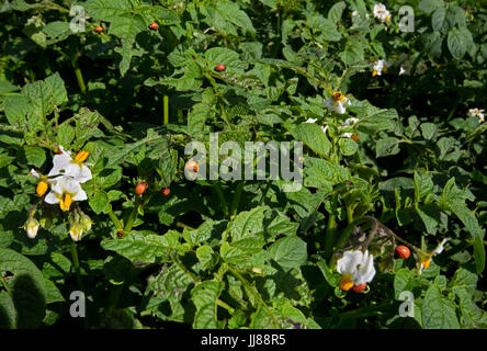 Larven der Kartoffelkäfer auf Kartoffelpflanzen Stockfoto