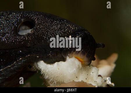 Schwarze Schnecke Pilz essen Stockfoto