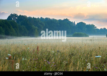 Sonnenaufgang über eine landschaftlich reizvolle Wiese mit Blumen. Lebendige Farben mit dramatische Wolken und Nebel. Wilhelminenaue, Bayreuth, Deutschland. Stockfoto