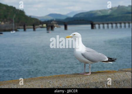 Eine Silbermöwe (Larus Argentatus) einen Blick auf die Mündung bei Barmouth in Wales Stockfoto