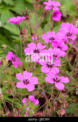 Leuchtend rosa Blüten, lange Blütezeit sterile Geranium Psilostemon Hybrid, Geranium 'Patricia' Stockfoto