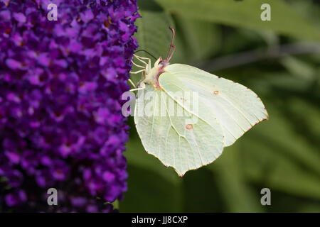 Weibliche Brimstone Schmetterling, Gonepteryx Rhamni, Fütterung auf die Blume Rispe von Buddleja Davidii "Dreaming Lavendel" Stockfoto