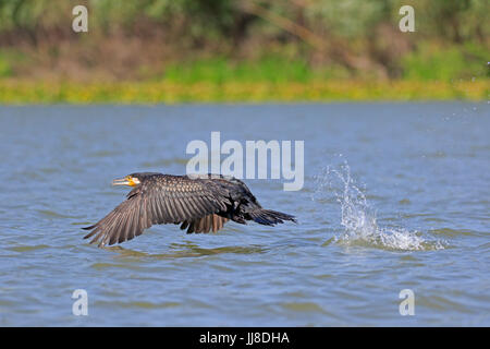 Kormoran ausziehen aus dem Wasser im rumänischen Donaudelta Stockfoto