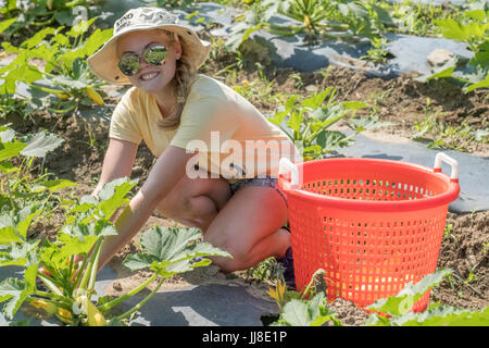 Junge Frau arbeitet in einem großen Markt Garten Gemüse pflücken. Stockfoto