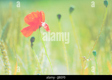 Rote Mohnblüte in Grün verschwommen Weizenfeld. Flaches Aussehen Stockfoto