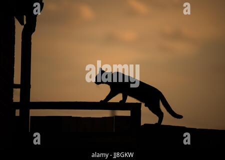 Silhouette einer Hauskatze auf einem Dach Stockfoto
