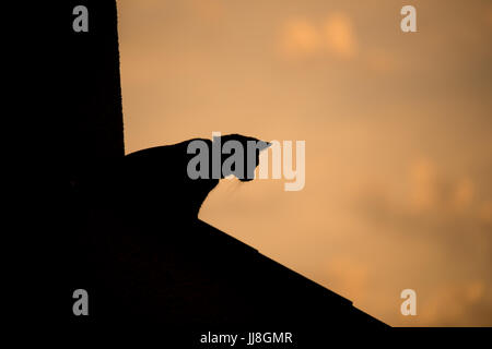Silhouette einer Hauskatze auf einem Dach Stockfoto
