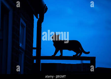 Silhouette einer Hauskatze auf einem Dach Stockfoto
