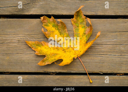 Ein Blatt unten Ahornholz, zeigt Herbstfarben, legt auf einen Holzsteg Stockfoto