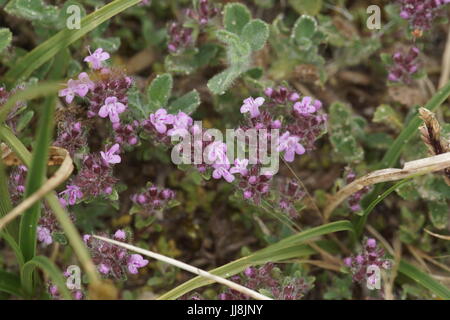 Wilder Thymian (Thymus polytrichus) wild wachsenden Stockfoto