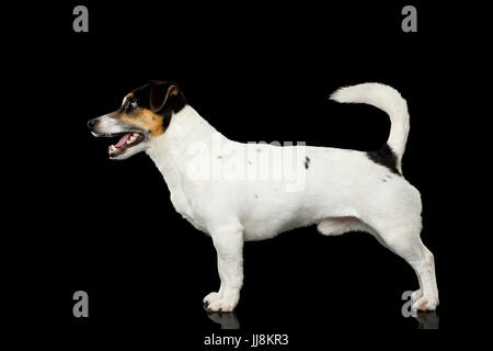 Jack Russell Terrier Hund auf schwarzem Hintergrund Stockfoto