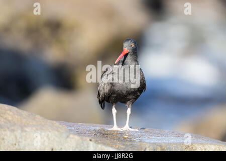 Schwarze Austernfischer (Haematopus Bachmani) Erwachsenen Jagd. Stockfoto