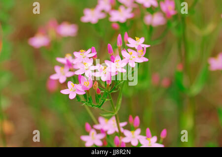 Geringerem Tausendgüldenkraut, North Rhine-Westphalia, Deutschland / (Centaurium Saccharopolyspora, Centaurium minus Centaurium Umbellatum) Stockfoto