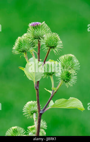 Die große Klette / (Arctium Lappa) / Bettler Tasten, essbare Klette | Grosse Klette / (Arctium Lappa) Stockfoto