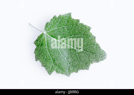 Silberpappel, Blatt / (Populus Alba) / Silber-Pappel, Weisspappel, Weiss-Pappel | Silberpappel, Blatt / (Populus Alba) / Silber-Pappel Stockfoto