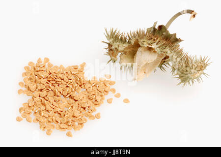 Thorn Apple, Seedhead und Samen / (Datura Stramonium) / Jimson Unkraut | Weisser Stechapfel, Fruchtstand Und Samen / (Datura Stramonium) Stockfoto