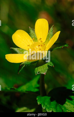 Indische Erdbeere / (Duchesnea Indica, Potentilla Indica) / Mock Erdbeere, indische Mock-Erdbeere Stockfoto