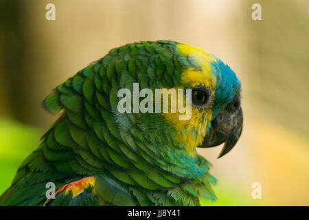 Nahaufnahme Makro Porträtaufnahme eines Papageis. Blaue, gelbe und grüne Federn. Allfarblori Stockfoto