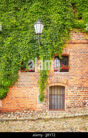 Weinstock und Efeu wächst auf einem alten Baustein Wand in Torun, Polen. Stockfoto