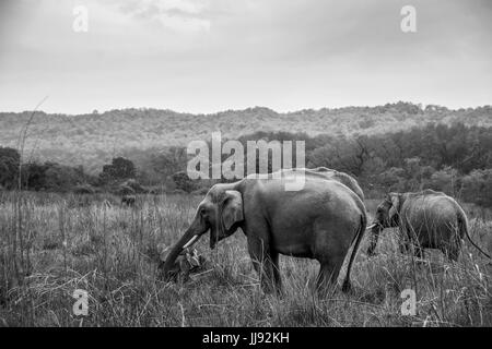 Eine Herde Elefanten grast im Dhikala Nationalpark Stockfoto