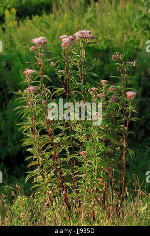 Hemp Agrimony, North Rhine-Westphalia, Deutschland / (Eupatorium Cannabinum) / gemeinsame Wasser-Hanf Stockfoto