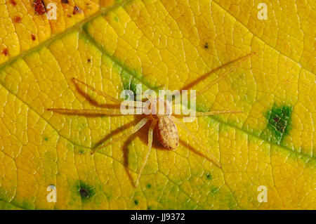 Wandernde Krabbenspinne, Weiblich auf Blatt im Herbst, North Rhine-Westphalia, Deutschland / (Philodromus Aureolus) | Goldgelber Flachstrecker, weiblich Stockfoto