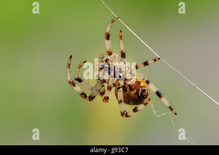 Vier vor Ort Orb Weaver, Weiblich, North Rhine-Westphalia, Deutschland / (Araneus Quadratus) / Fourspotted Orbweaver Stockfoto