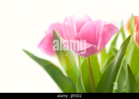 Urlaub-Bouquet von rosa Tulpen auf Fensterbank Morgen mit Sonnenlicht, das durch Blütenblätter Stockfoto