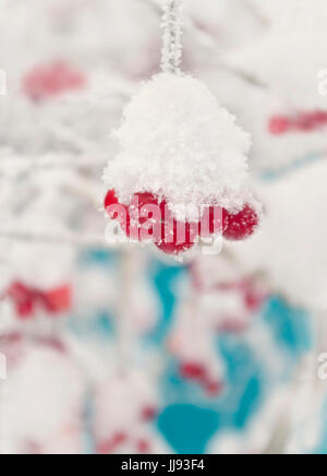 Rosenstrauss rote Reife Preiselbeeren hängen am Baum an kalten Wintertag mit Eis bedeckt Stockfoto