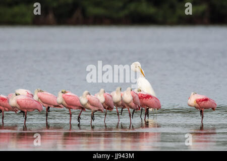 Silberreiher (Ardea Alba) und rosige Löffler (Platalea Ajaja), j.n. "Ding" Darling National Wildlife Refuge, Sanibel Island, Florida, USA Stockfoto