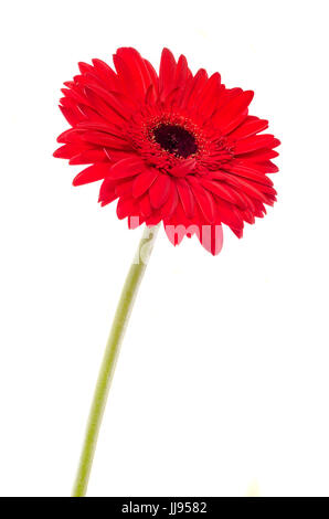 Rote Chrysantheme Blumen, weißer Hintergrund, auch als Mütter oder Chrysanths, Familie Asteraceae genannt. Stockfoto