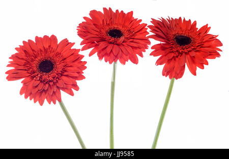 Rote Chrysantheme Blumen, weißer Hintergrund, auch als Mütter oder Chrysanths, Familie Asteraceae genannt. Stockfoto