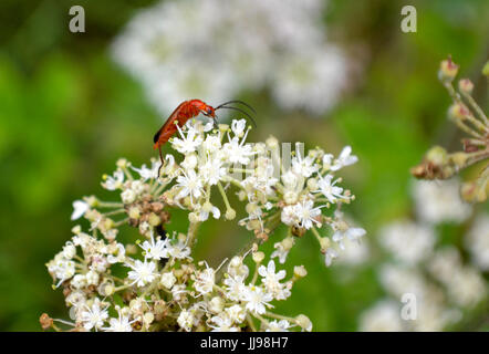 Kleines Insekt sitzt auf einem winzigen Custer von weißen Blumen - Makro Bild Stockfoto