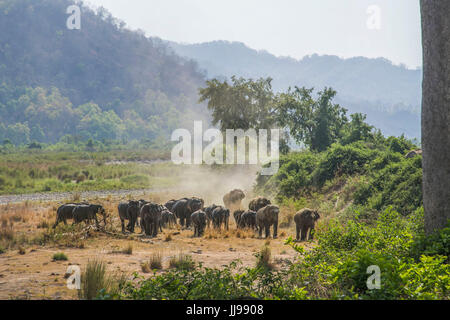 Herde & Herdenfamilie im Paradies der Natur Stockfoto